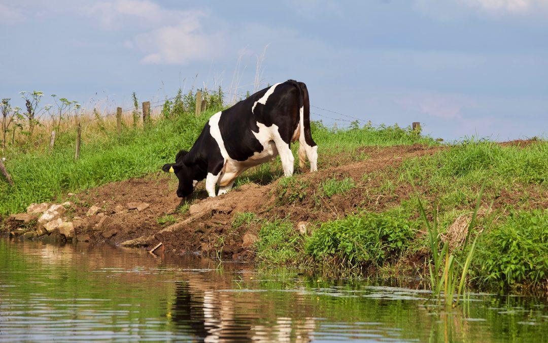 New Republic: America’s Enduring Failure to Prevent Food-Borne Illness