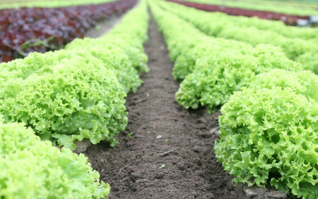 Food Safety News: Romaine E. coli outbreak claims 4 more lives