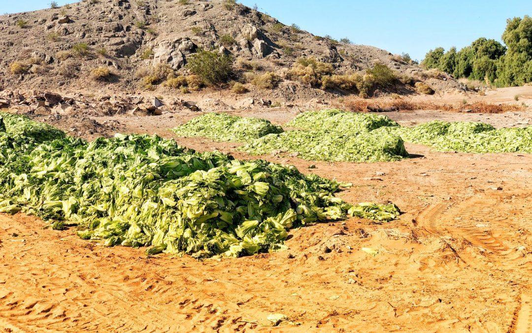 CDC romaine recall is a frustrating blow to the food sector